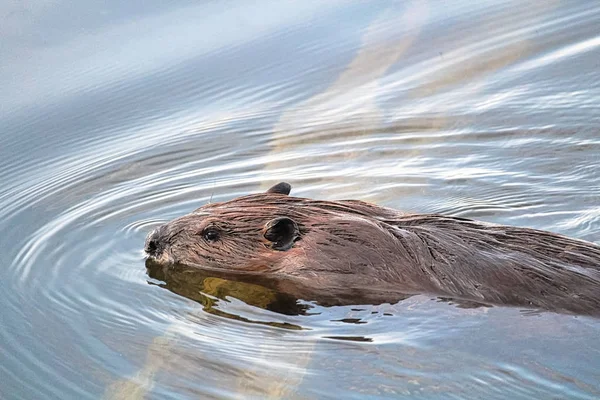 Um castor descansando a cabeça em um tronco na água — Fotografia de Stock