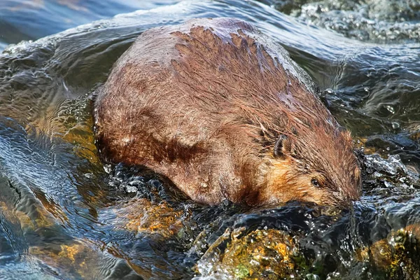 Der Blick auf einen Biber, der teilweise im Wasser versunken ist — Stockfoto