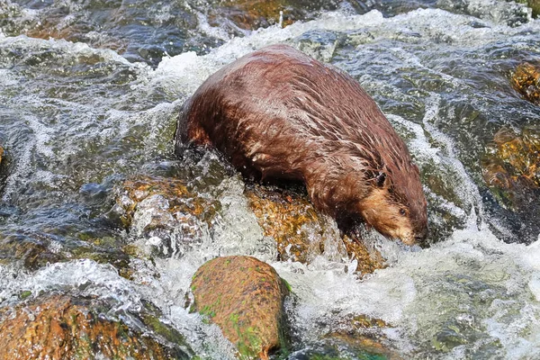 Un castor nadando río abajo sobre rápidos rocosos — Foto de Stock