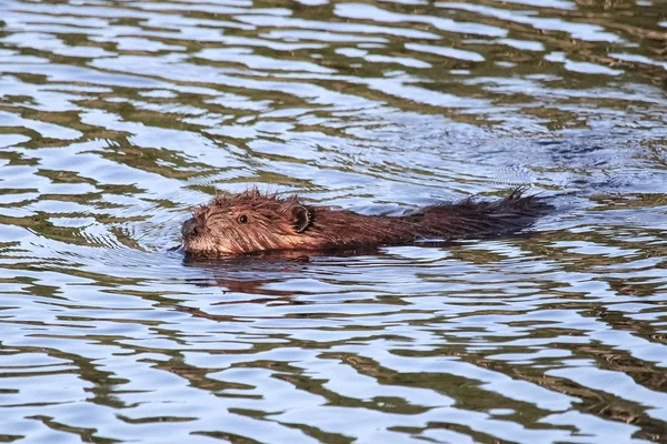 Um kit de castor jovem nadando em água ondulada — Fotografia de Stock
