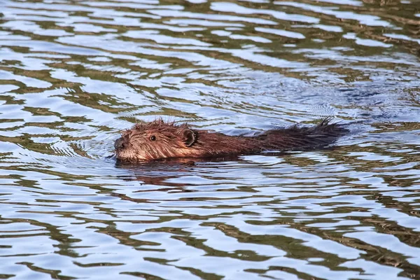 Un kit jeune castor nageant dans l'eau ondulée — Photo