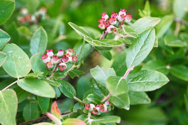 Ormandaki bir çalılıkta olgunlaşmamış yabanmersinleri
