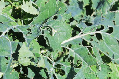 Cabbage Moth damage seen on broccoli leaves clipart