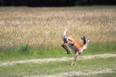 Beyaz kuyruklu bir geyik tarlada koşuyor.