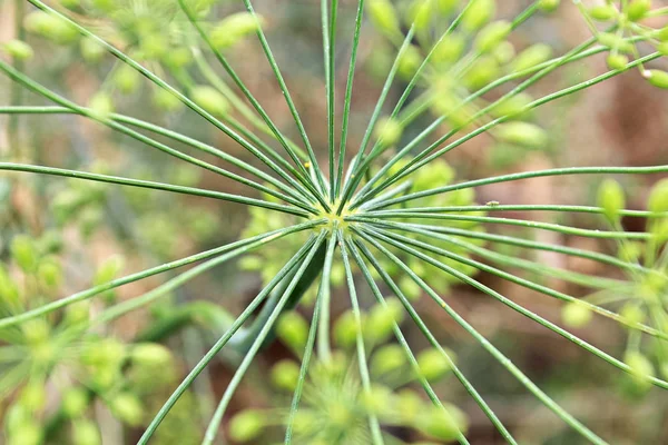 The center of a green dill umbel cluster Royalty Free Stock Photos