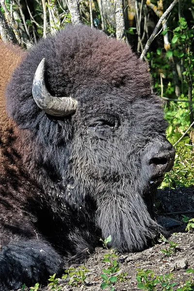 Closeup of a bison head sleeping in the summer — Stock Photo, Image