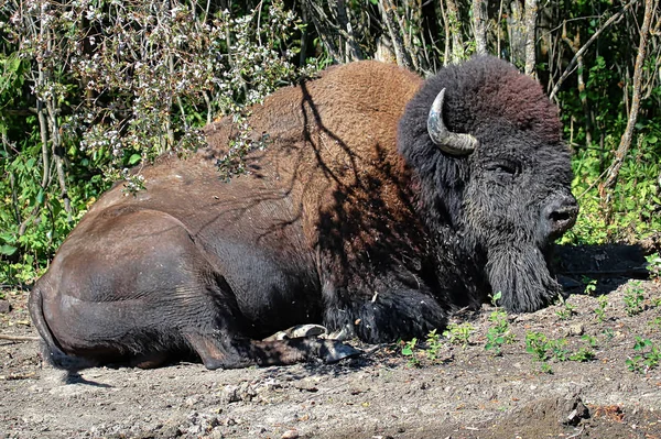 A plains bison sleeping on the ground in the summer — Stock Photo, Image