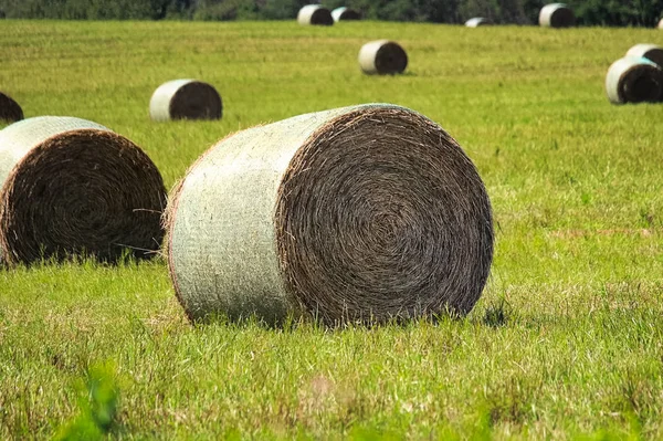 Balles de foin assises dans un champ pendant l'été — Photo