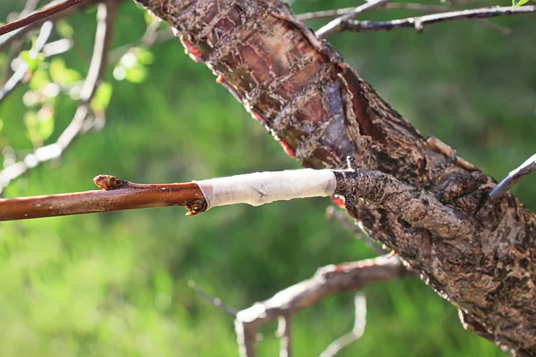 Нова об'єднана гілка на дереві — стокове фото