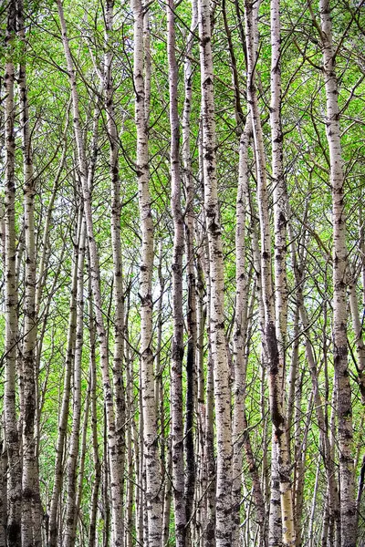 Een uitzicht op eindeloze populieren bomen in het voorjaar — Stockfoto