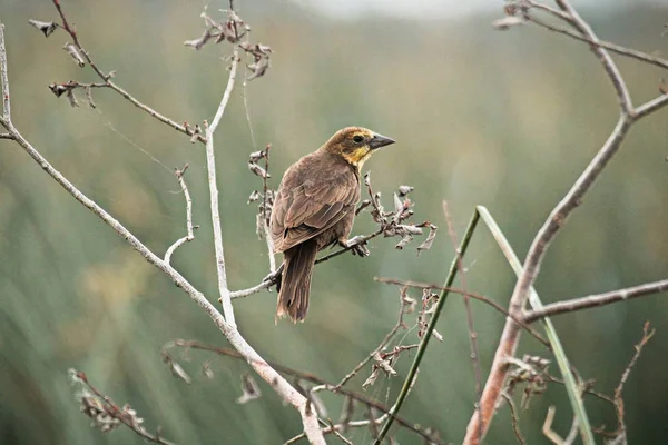 A női sárga fejű Blackbird ülőrudak egy ág — Stock Fotó