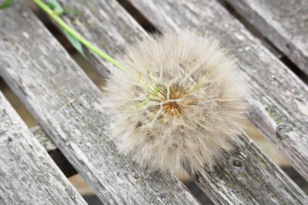 A cabeça de semente de uma grande erva daninha - tragopogon — Fotografia de Stock