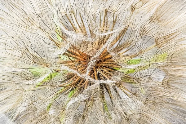 Macro view of a tragopogon seed head — Stock Photo, Image