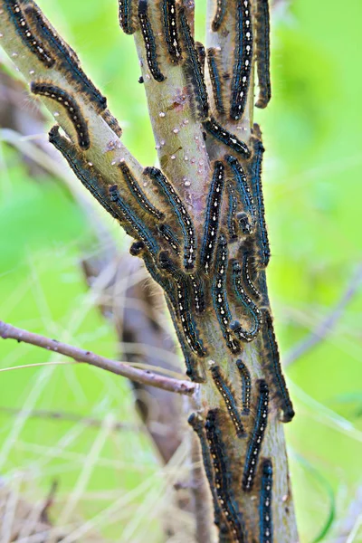 A group of tent caterpillars crawl on a small tree trunk — Stock Photo, Image