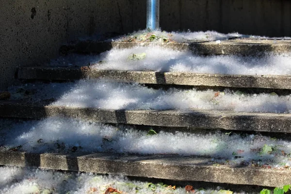 Puch nasion topoli zbiera się na schody betonowe — Zdjęcie stockowe