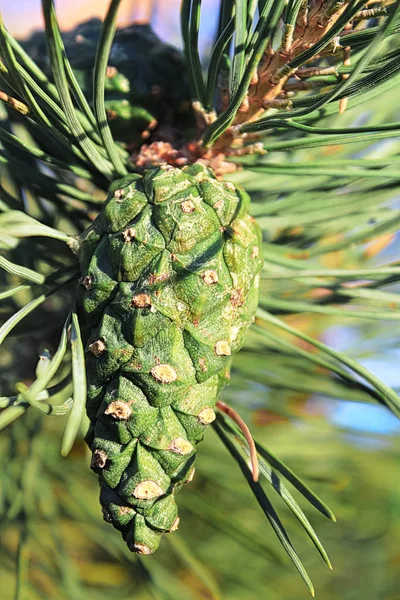 Closeup pohled na zelený borovicový kužel v létě — Stock fotografie