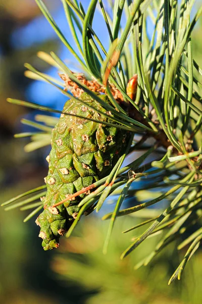 Nahaufnahme eines schottischen Tannenzapfens im Sommer lizenzfreie Stockbilder