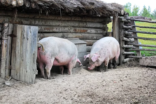Dos cerdos fuera de un granero rústico enraizándose en el suelo — Foto de Stock