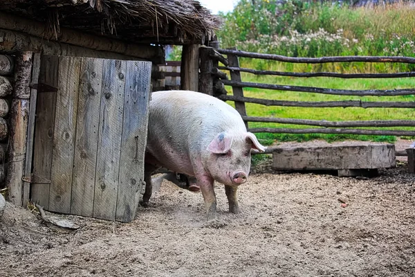 Un cerdo mira por detrás de una puerta de madera — Foto de Stock