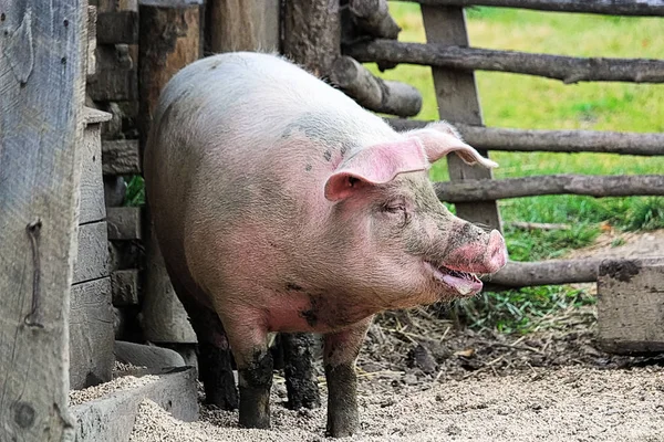 Un cerdo sonriente con una valla de madera en el fondo — Foto de Stock