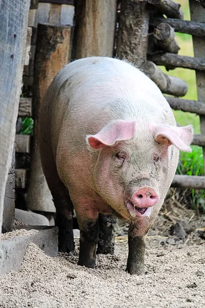 Un portait vertical de un cerdo de granja peludo — Foto de Stock