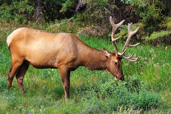 A male bull elk eats fresh clover — Stock Photo, Image