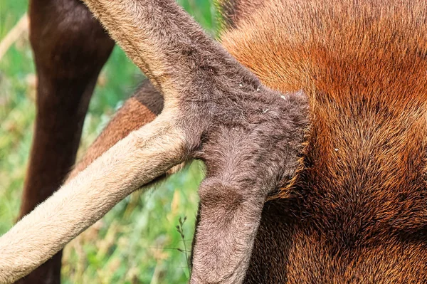 stock image Macro view of elk velvet on antlers