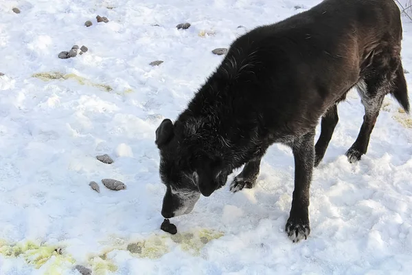 Dog sniffing fresh poop in the snow