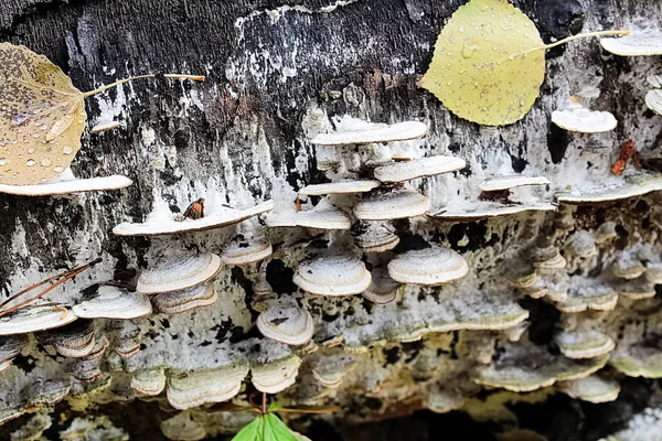 죽은 트렁크에 흰색 폴리머 버섯 — 스톡 사진