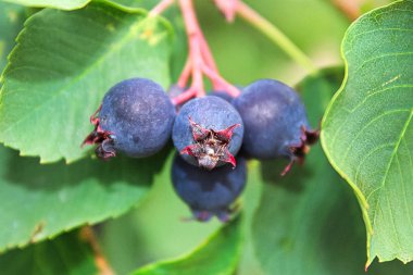 A closeup view of ripe saskatoon berries clipart