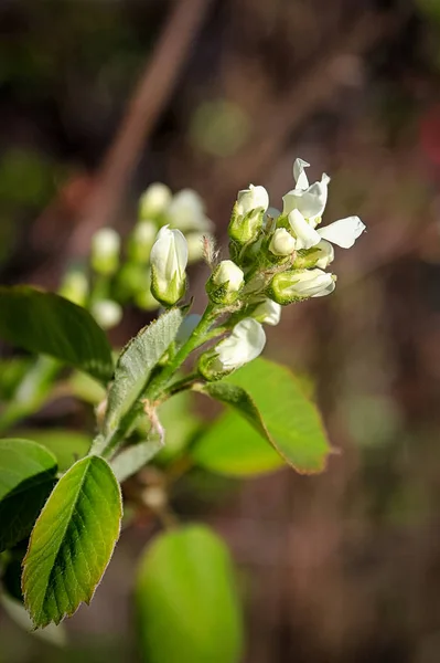 Une grappe de fleurs de baies d'Alaska sur un fond brun flou — Photo