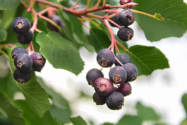 Aglomerados de bagas de saskatoon maduras penduradas no verão — Fotografia de Stock