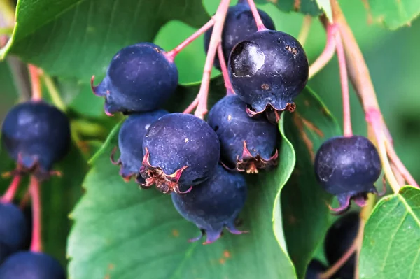 Racimos de saskatoon maduro serviceberries colgando en verano —  Fotos de Stock