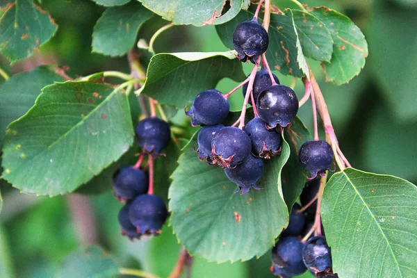 Cluster di frutti di bosco maturi saskatoon appesi in estate — Foto Stock