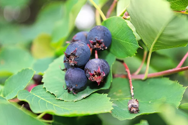 Un racimo de bayas saskatoon maduras colgando en verano —  Fotos de Stock