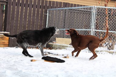 İki köpek kış aylarında bir arka bahçesinde kavga