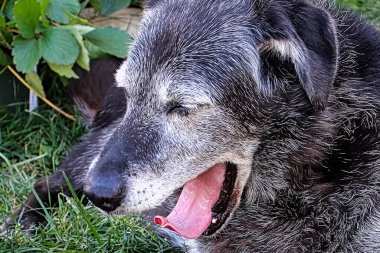 Yorgun bir üst düzey köpek büyük bir esneme alır