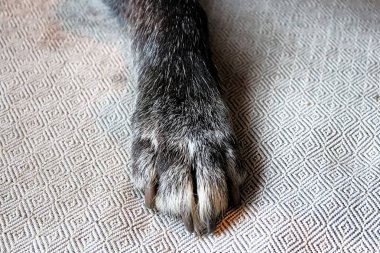 Bir köpek pençe ön üstten görünüm