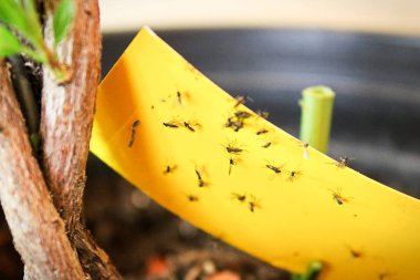 Closeup of fungus gnats being stuck to yellow sticky tape clipart