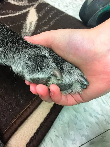 Um último momento de crianças com um cão no veterinário antes de ser colocado para baixo — Fotografia de Stock