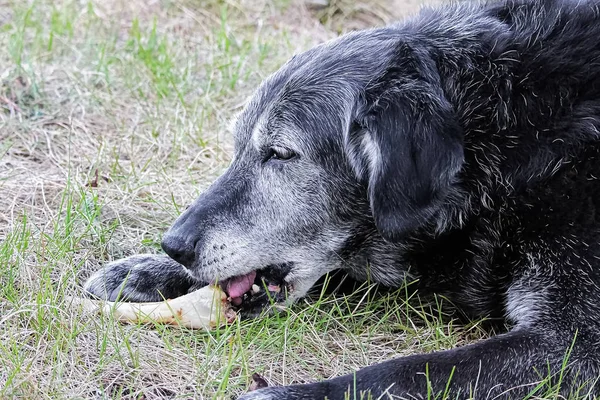 A senior dog chews on a bone in th grass