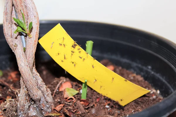 Utiliser du ruban adhésif pour attraper les moucherons qui infestent une plante — Photo