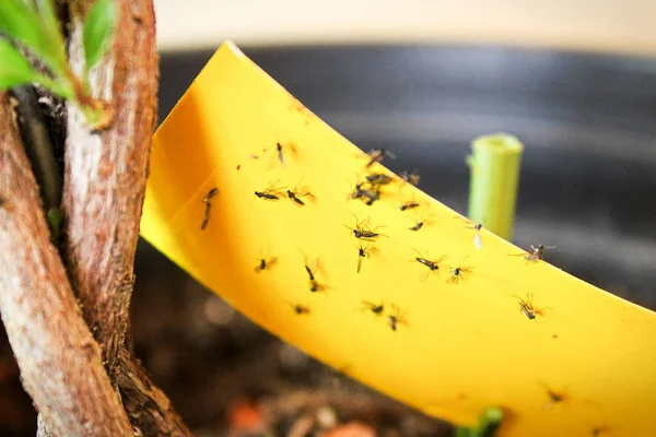 Primo piano di zanzare fungo essere bloccato al nastro adesivo giallo — Foto Stock