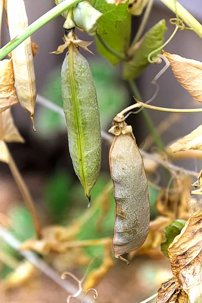 Las vainas de guisante se secan en la vid en un jardín — Foto de Stock