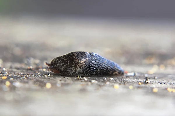 Gros plan d'une limace noire enroulée sur fond gris — Photo