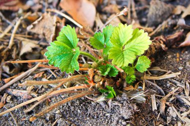 Yeşil çilek yeni büyüme baharda yaprakları