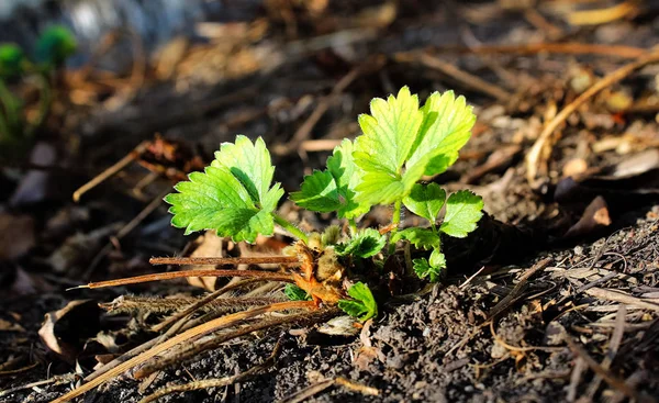 Yeşil çilek yeni büyüme baharda yaprakları