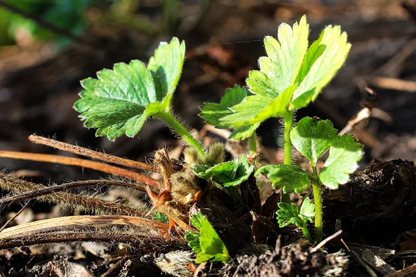 Yeşil çilek yeni büyüme baharda yaprakları