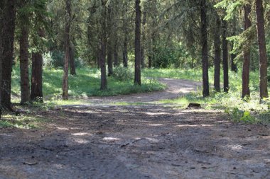 Eski bir iğne yapraklı orman ile kumlu bir iz