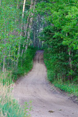 Tepeye doğru giden ve ormanda kaybolan bir patika.